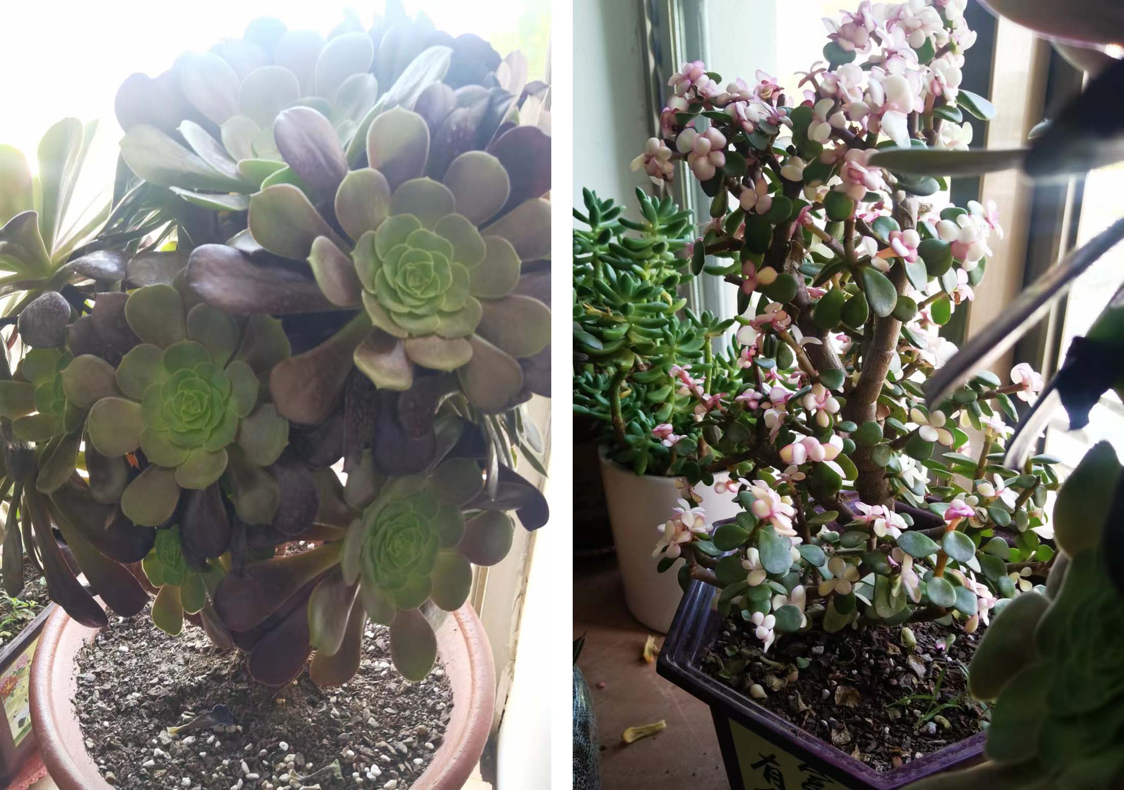 风云四季无余乐，一片痴情寄绿园，哪些往事让养花大叔最常追忆？