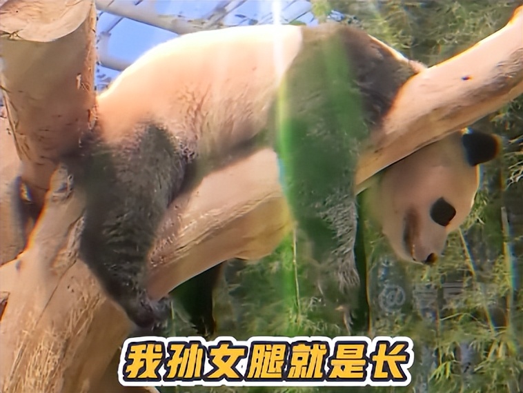 熊猫母子分开后再次相见,熊猫至死不渝的爱情