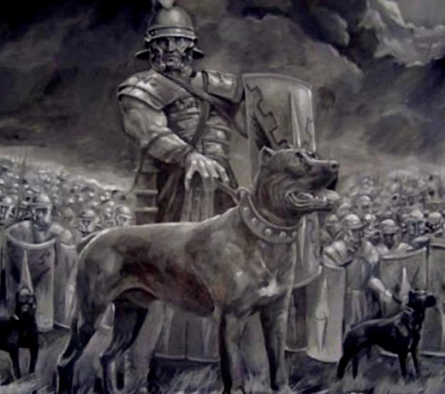 军犬大多都是什么狗,军犬一般都是哪种狗