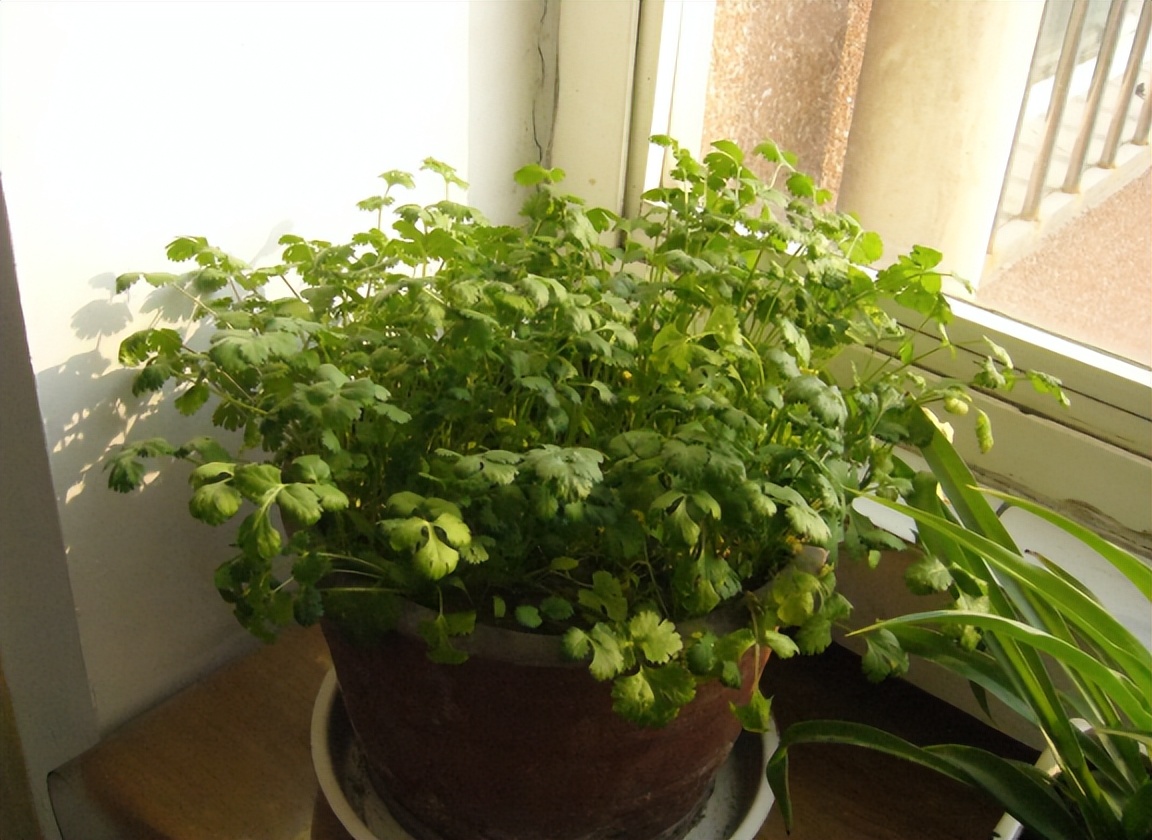 只需2步教你在家种香菜,最简单的在家种香菜方法