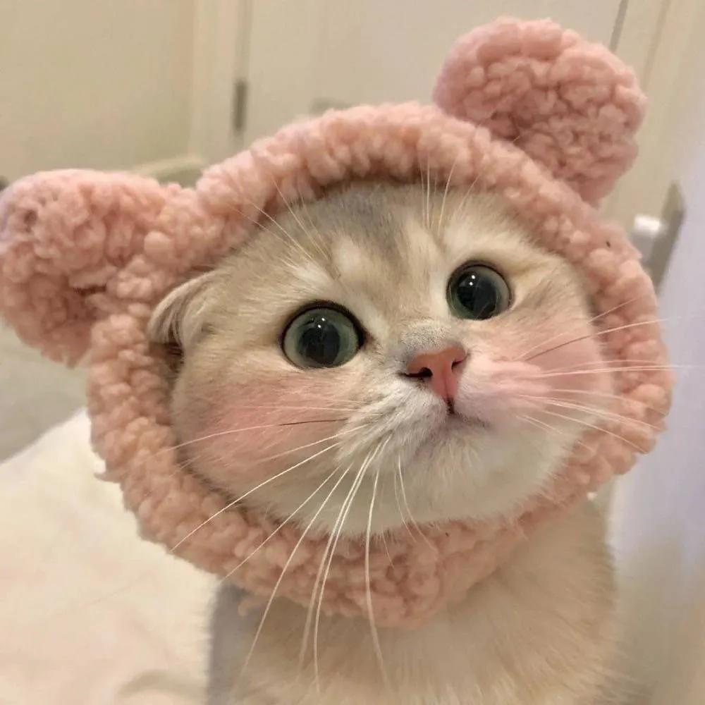 猫晚上乱尿白天不尿为什么,猫会在主人床上乱拉乱尿吗