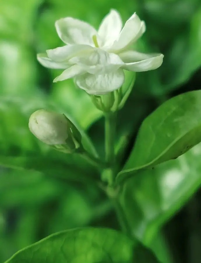 卧室养花，必养3种，香气淡雅枝叶繁茂，养神促睡眠，身体精神棒