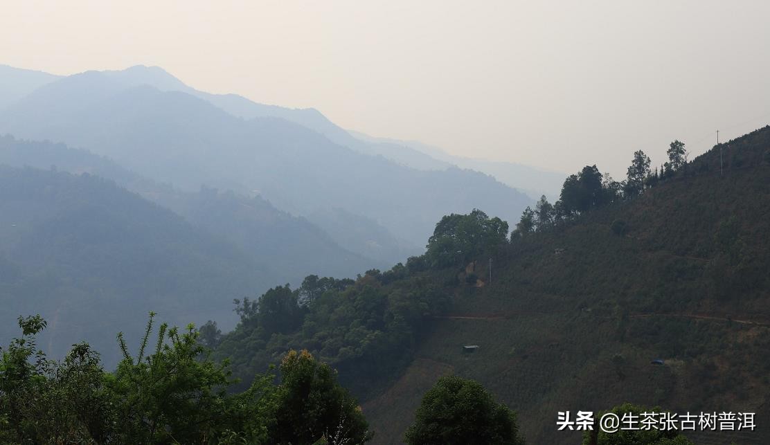 临沧南糯山普洱茶特点,南糯山普洱茶品质特色
