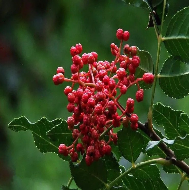 全国哪的花椒最正宗？经过对比，这4个地方名气最大，有你家乡吗