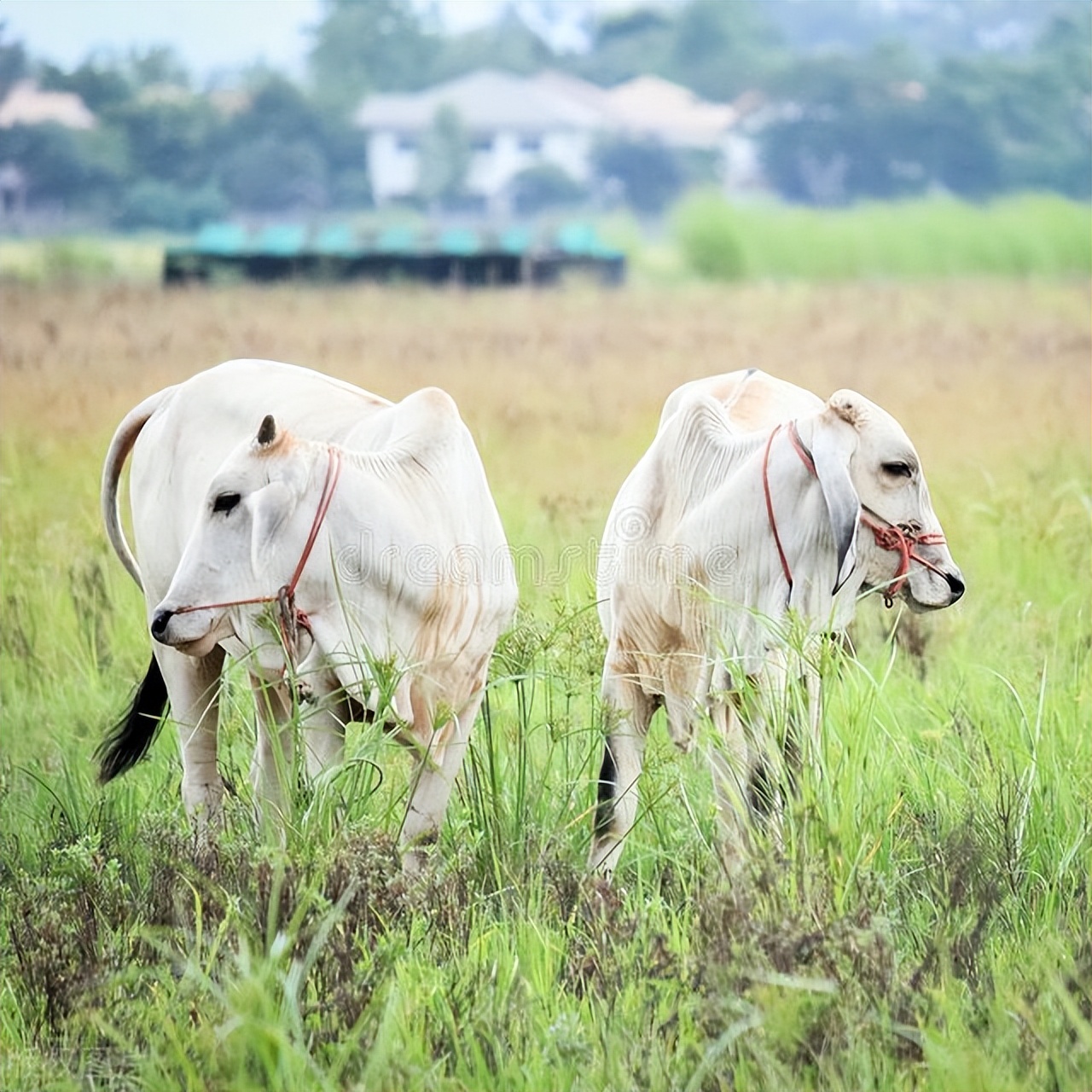 游牧业的生态与社会影响:跨学科综述与分析