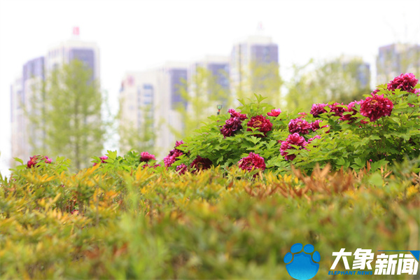 花开时节动京城最美不过洛阳城,四月洛阳美如画千年帝都是花城