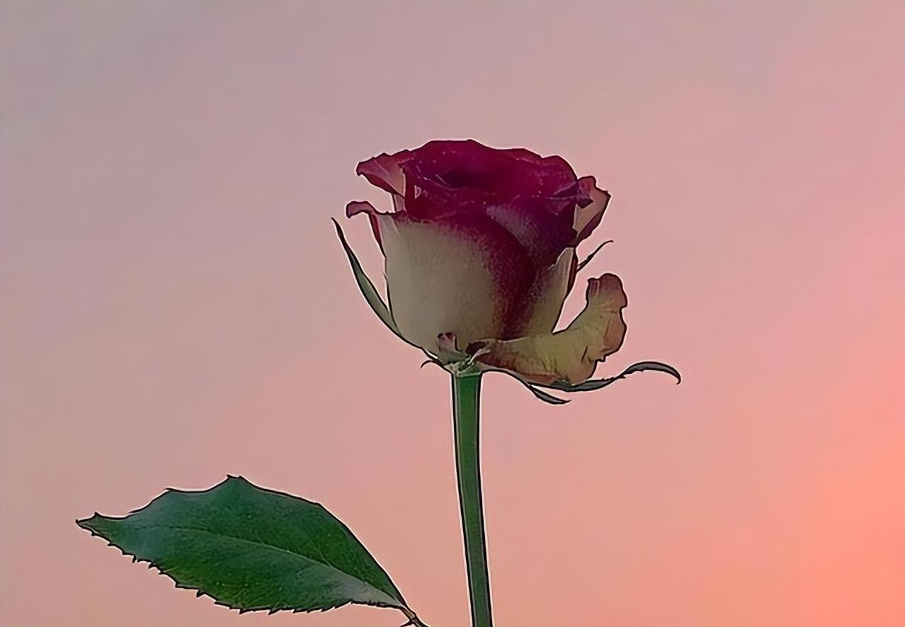 想让女人对你爱不释手,如何让女人对你情不自禁