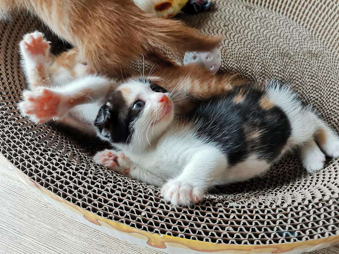 怎么挑选幼猫美短,怎么挑选幼猫性格