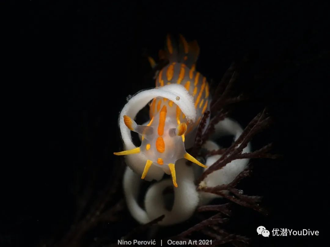 大海水下摄影作品欣赏,oceanart