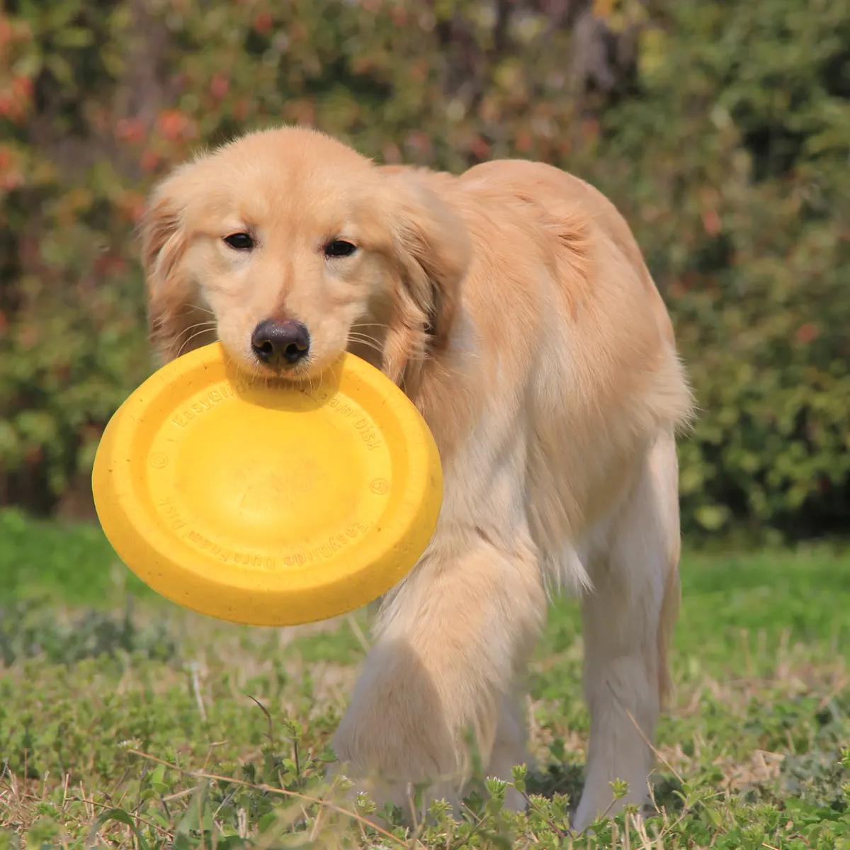 养狗不咬人的5大忌,金毛狗可以多久不吃不喝