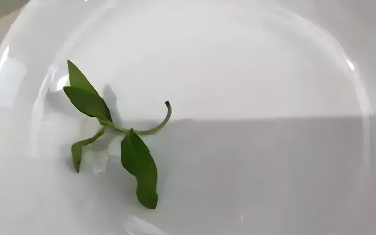 肝肾阴虚盗汗最好的药,午后潮热怎么回事肝肾阴虚