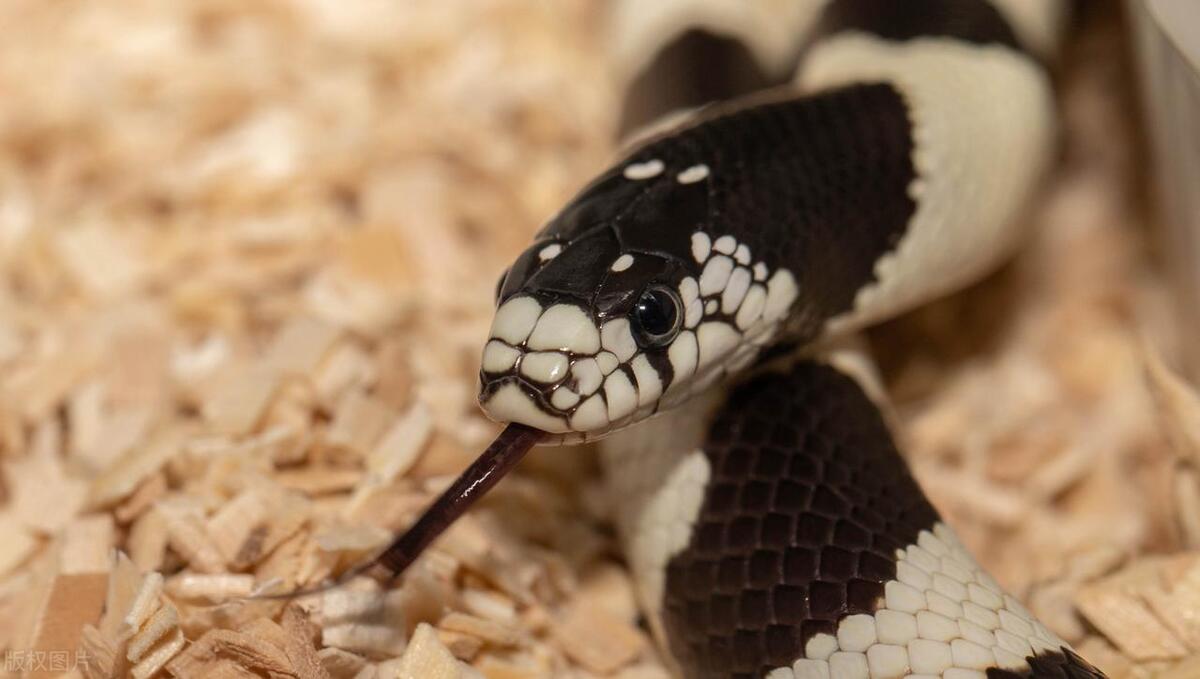 在野外遇到蛇最安全的办法是什么,野外露营晚上睡觉怎么防止蛇