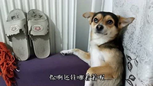 狗狗为啥乱咬东西搞破坏,怎么纠正狗狗乱咬东西