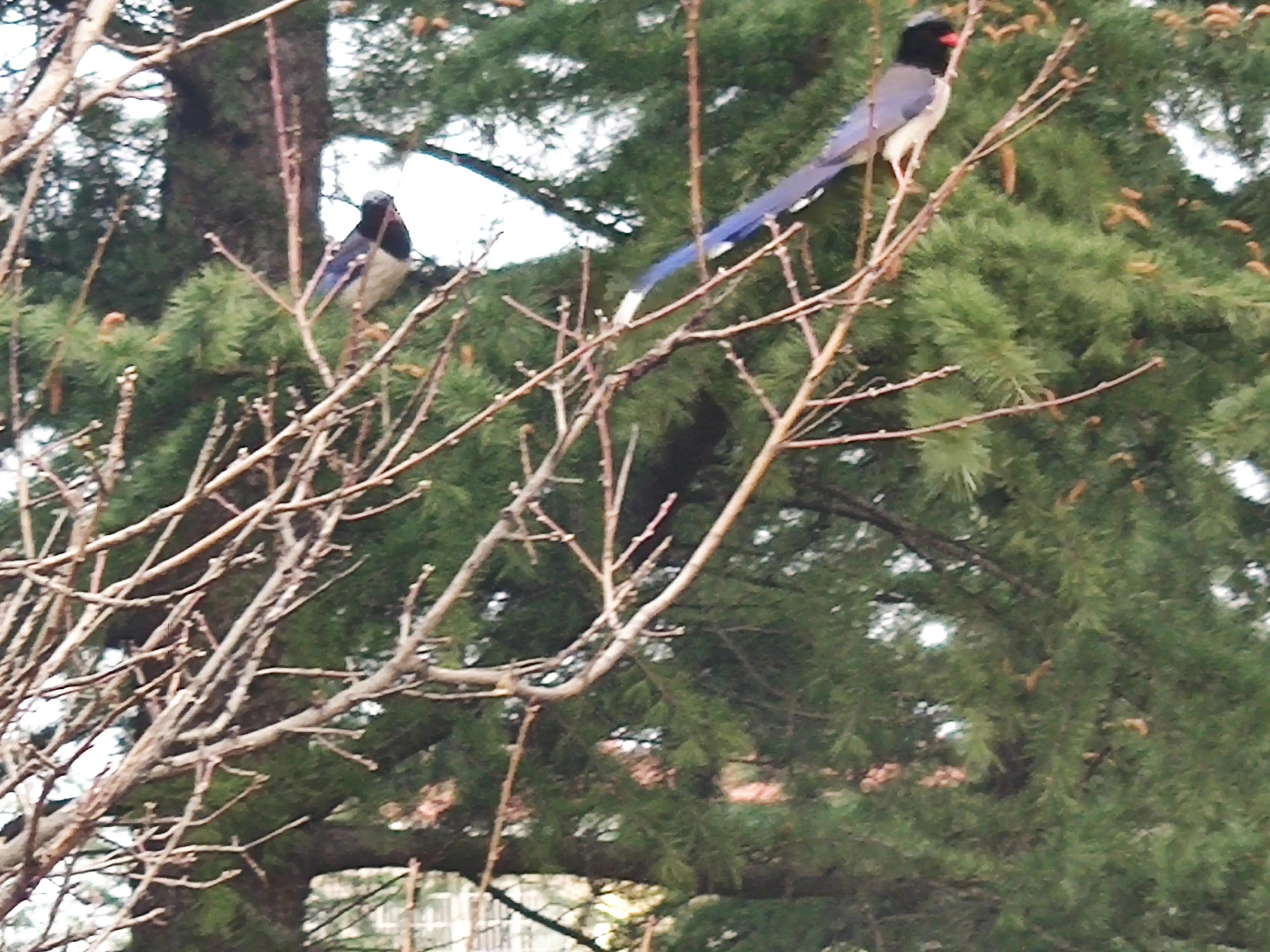 明月当空洒银玉解释,明月当空照下一句是啥
