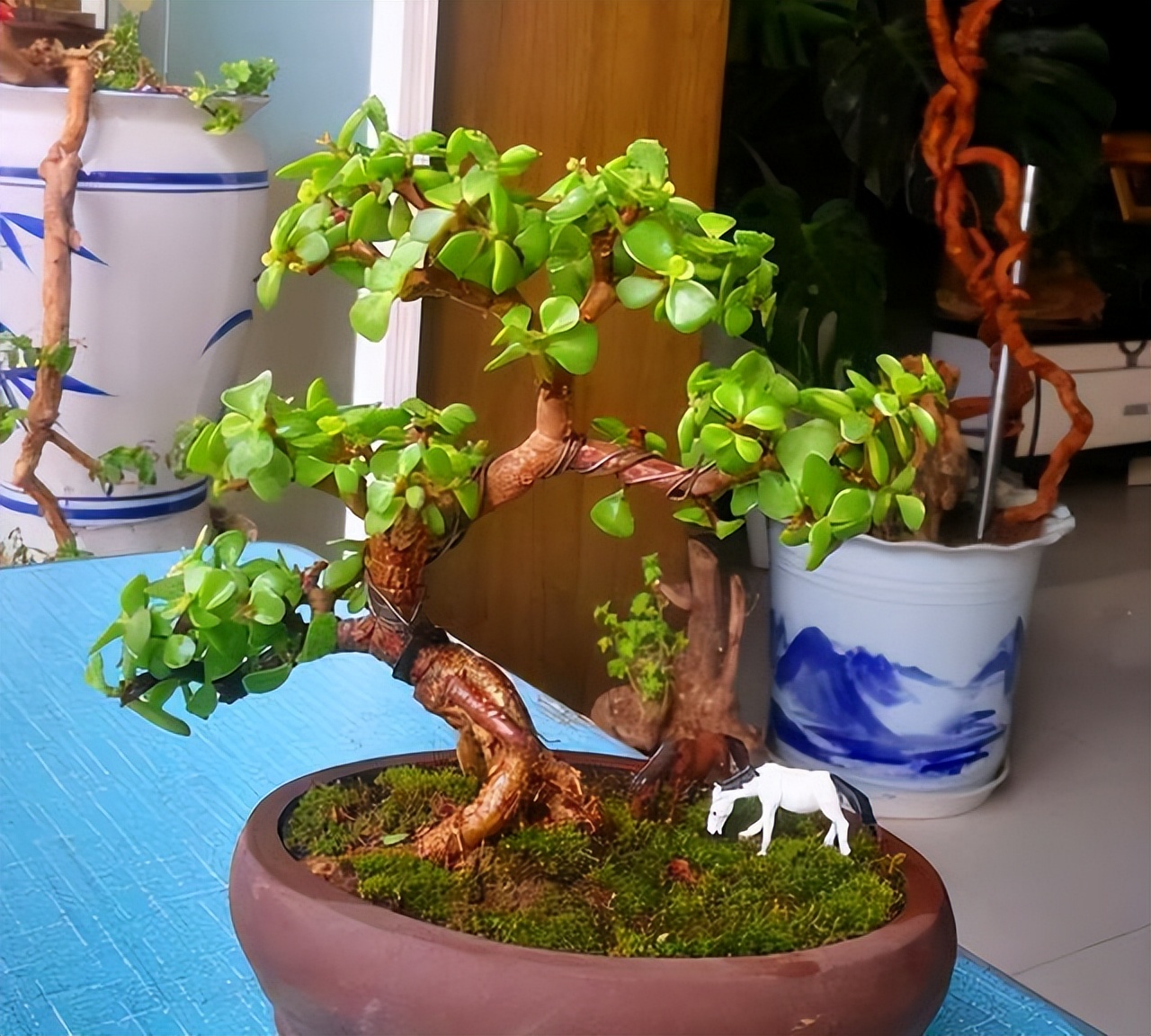 5月份给金枝玉叶换盆,金枝玉叶剃头后怎么才能快速生长