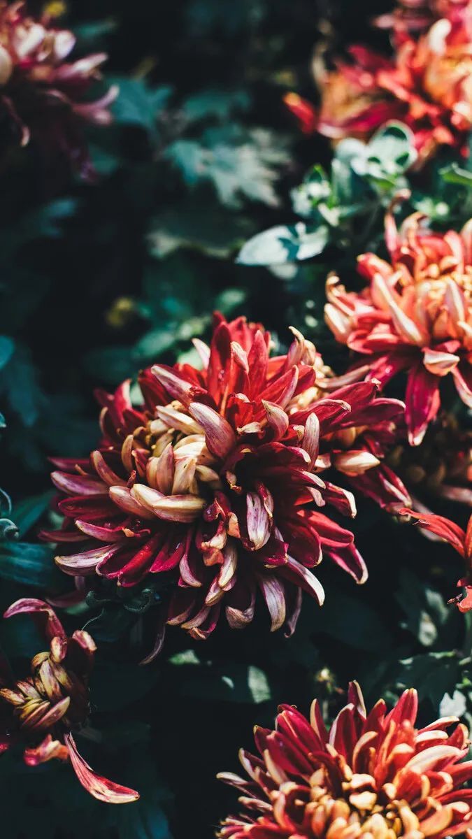 爱戴加厚内衣无痕无钢圈,爱戴最新内衣发布会