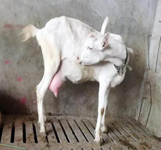 母羊流白色粘稠液体什么情况？母羊流白色液体是怎么回事？