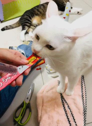 16个变态又实用的养猫妙招必看,养猫必看的100个技巧