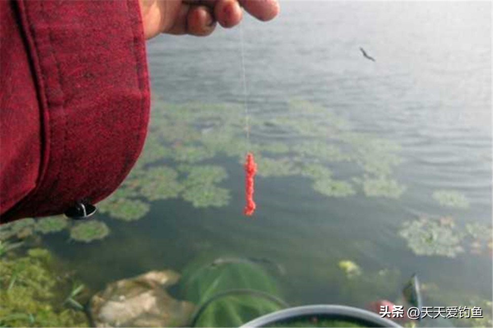 野钓不上鱼的正确方法,野钓钓不到鱼调漂最佳方法