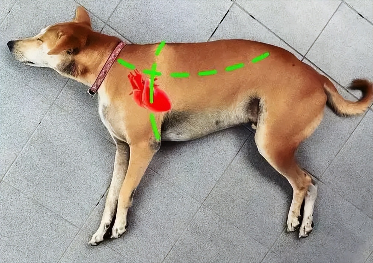 狗狗晚上眼睛看不清是怎么回事,狗狗眼睛有问题用什么药