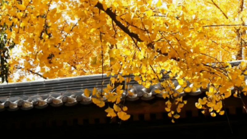 值得摘抄珍藏的句子文案,那些值得摘抄下来的文案句子