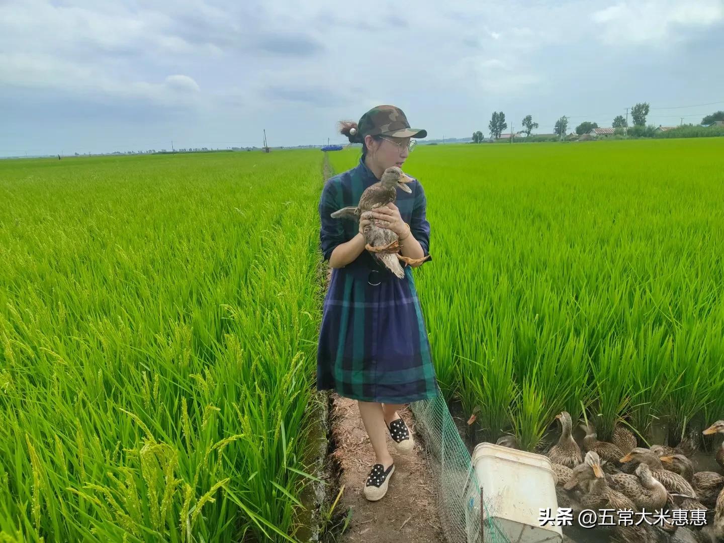 鸭田米为什么有味道,鸭田稻米质量怎么样