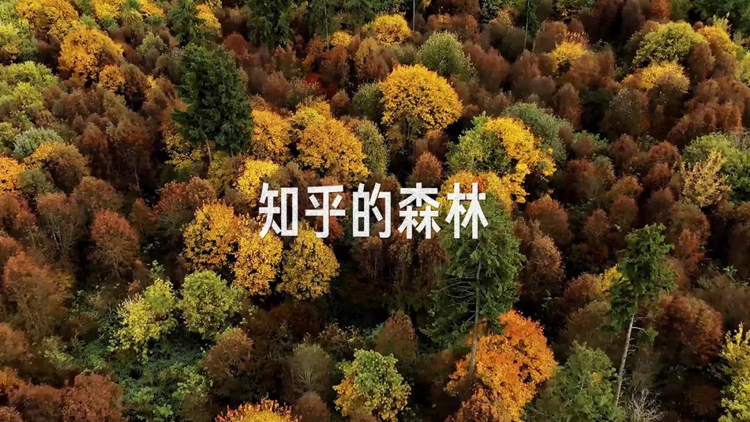 被低估的知乎：内容高地上的商业新生态