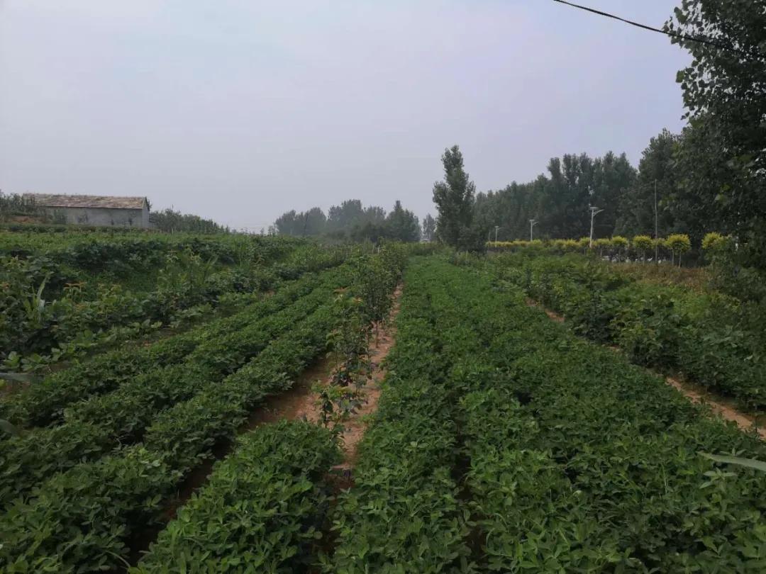 百社争流千帆竞乡土大地绘蓝图——莒南县*党**支部创办合作社专题展播（五）