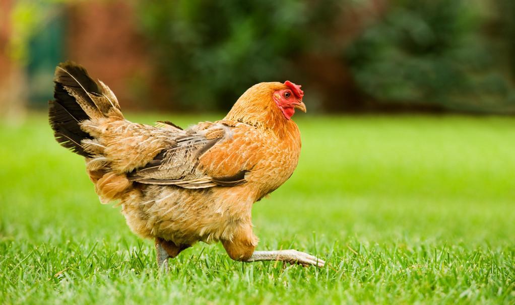 冬季蛋鸡饲养管理需要注意些什么,海兰褐商品代蛋鸡饲养管理手册