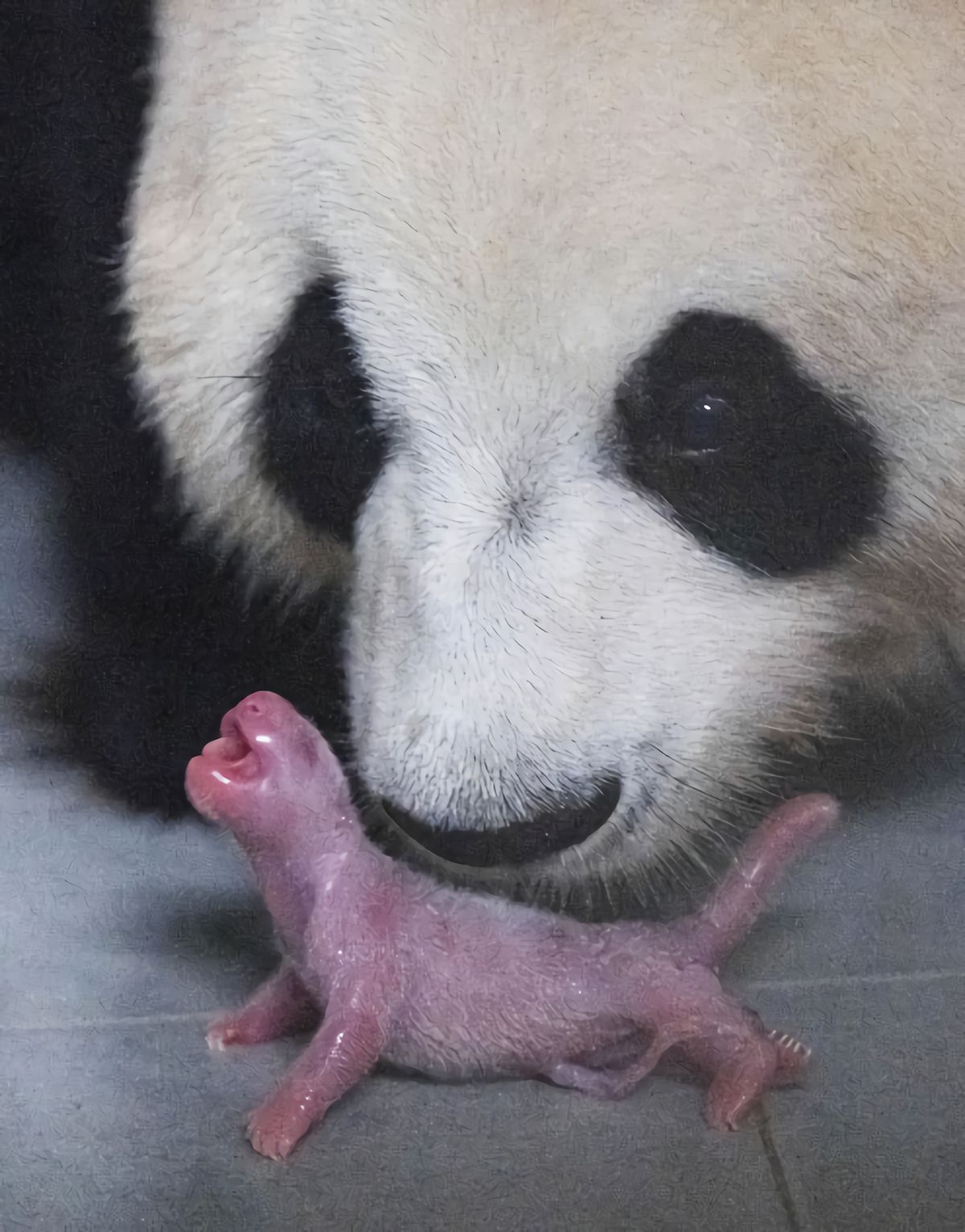 熊猫为什么那么少被老虎狮子吃,老虎狮子为什么不敢对熊猫下手