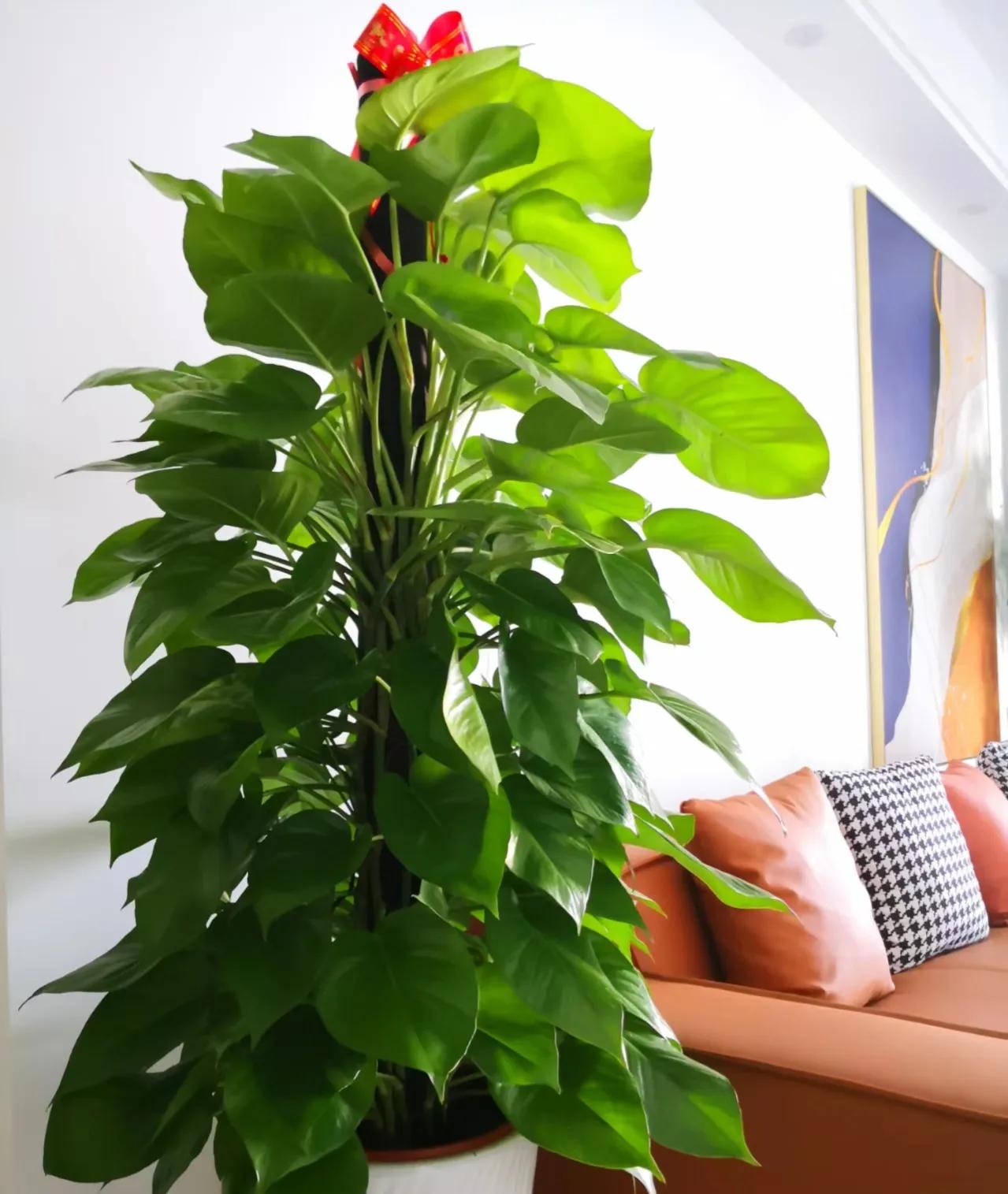 最好养的客厅一对大盆绿植,适合客厅养的十款大盆绿植