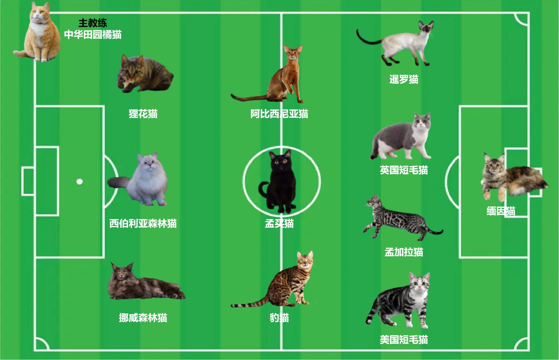 如果动物圈也有世界杯，猫咪组成的这套主力阵容能否争夺大力神杯