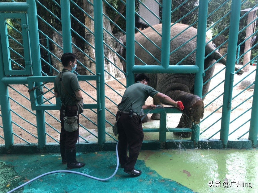 世界大象日了解亚洲象大种群,大象培育巨象