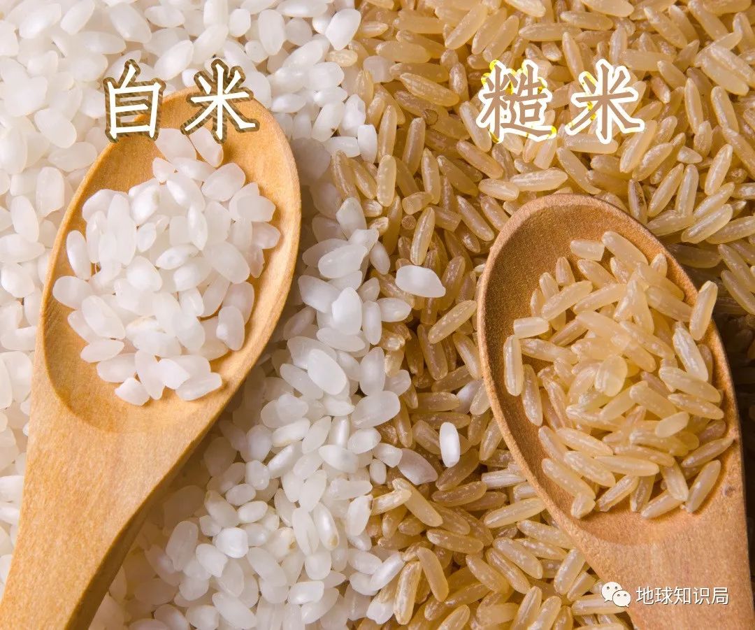 泰国米，从小吃到大|地球知识局