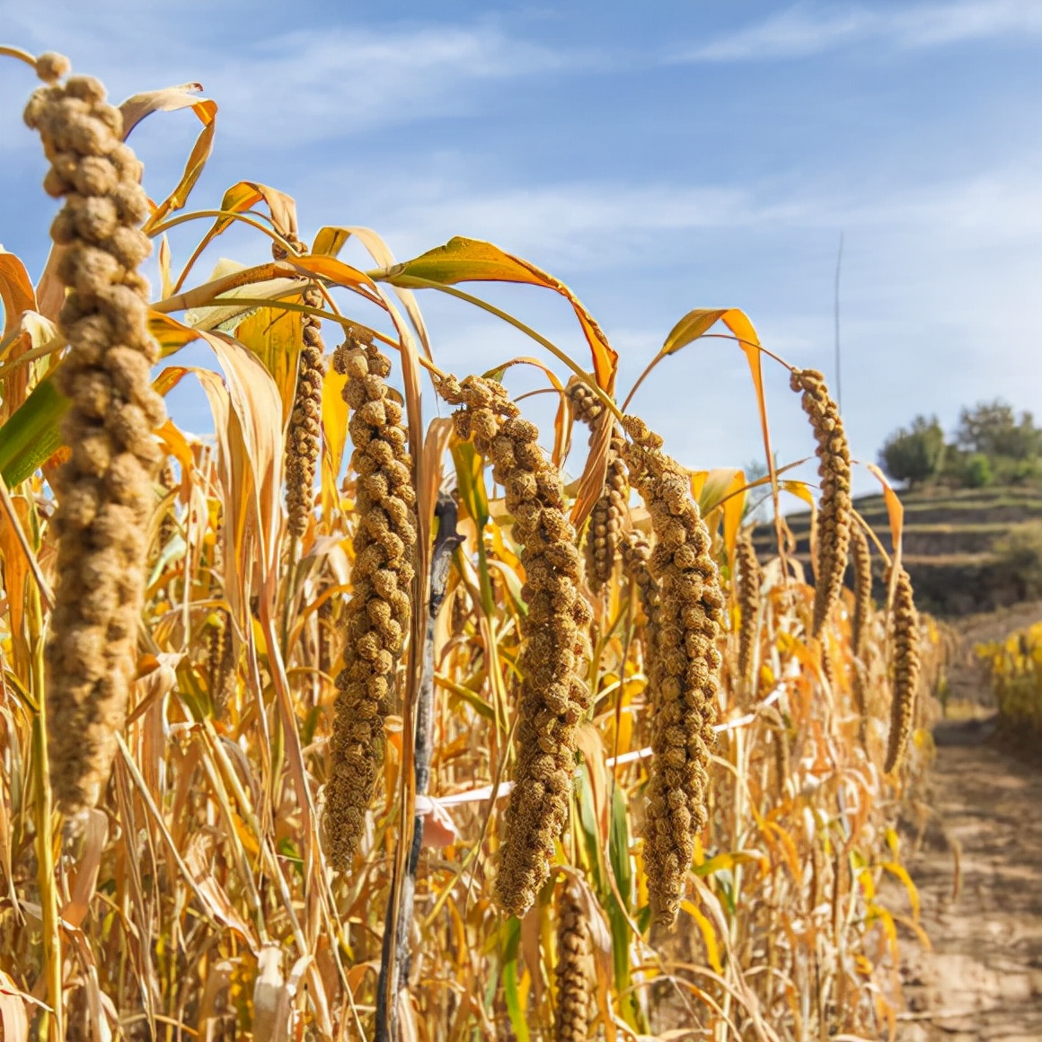 宕囦俊浼樺搧绮夋潯,宕囦俊浼樺搧