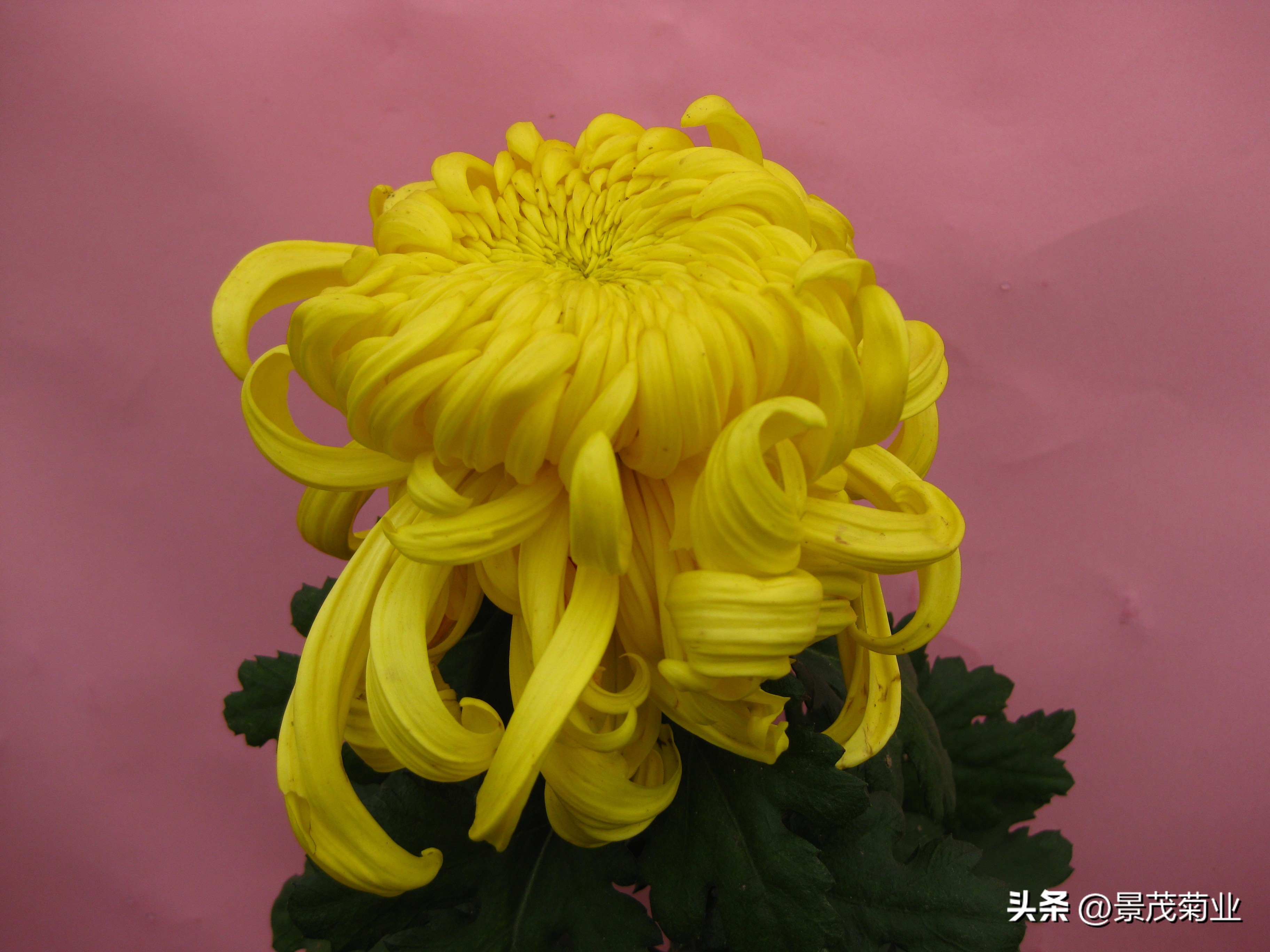 可食用的菊花品种,多头菊花品种图片