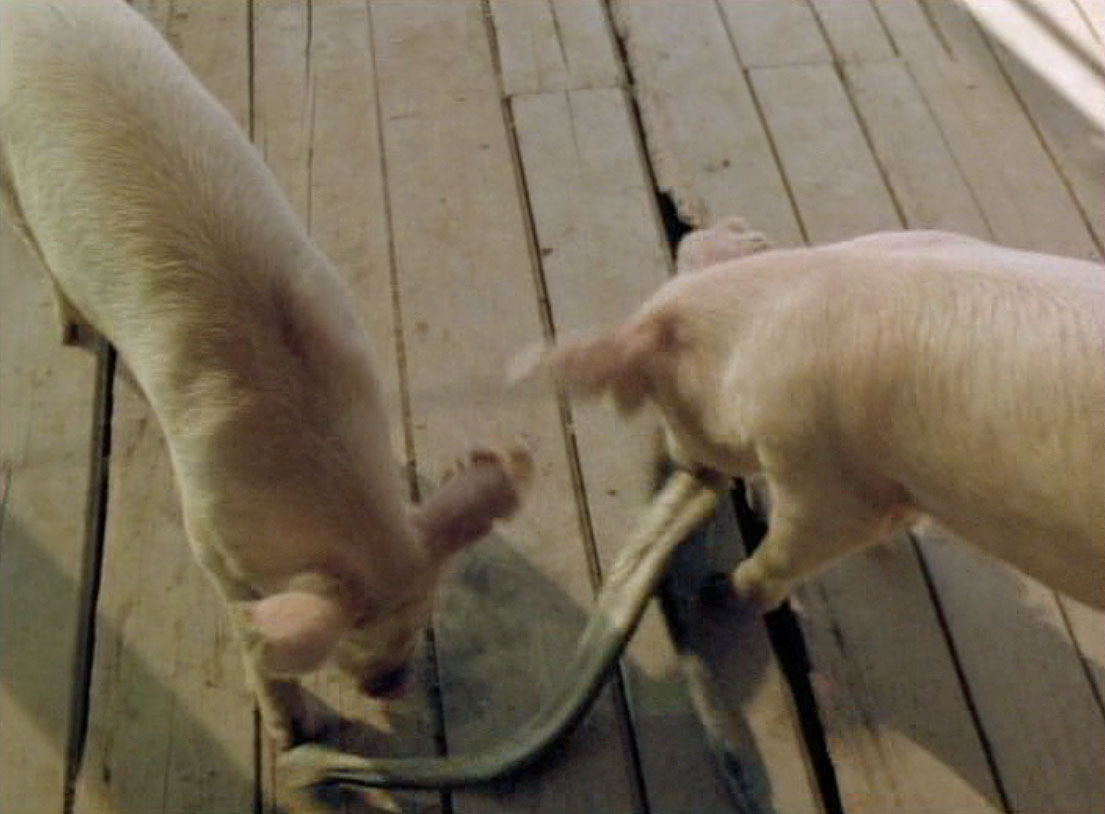 农村老人常说：猪是蛇的克星，是真的吗？难道猪不怕蛇毒吗？