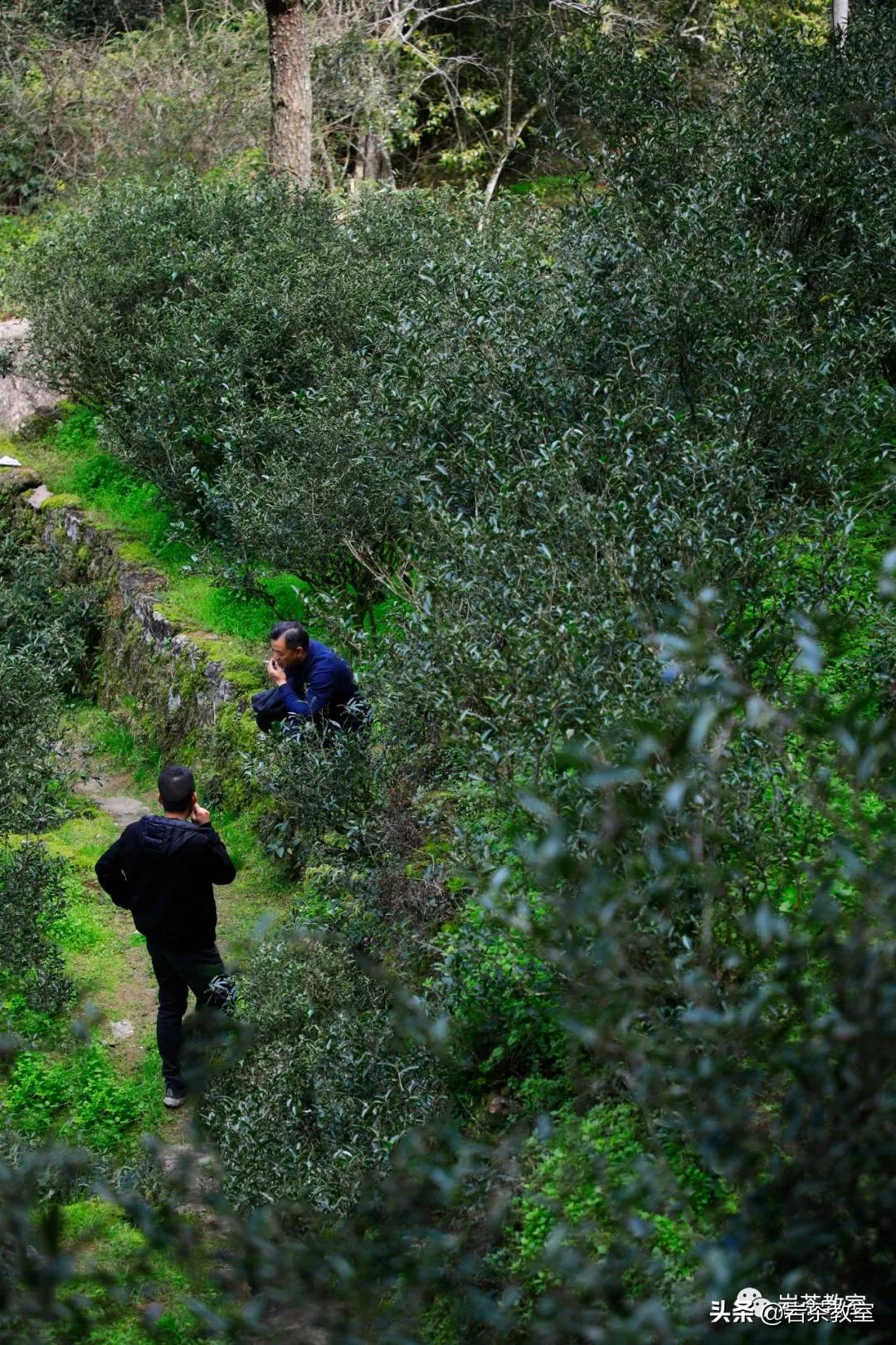 山场主人徐发文|做好丹苑仅有的六斤水金龟很麻烦,也很好玩