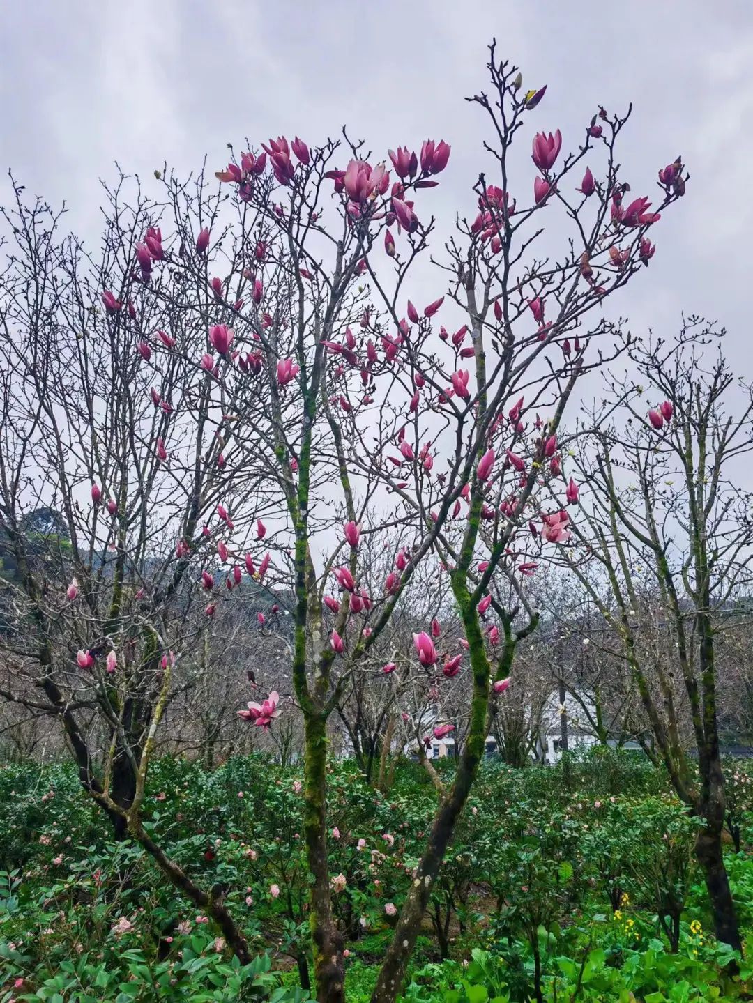 新春攻略生肖派对,新年怎么玩好玩
