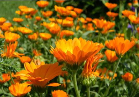 口碑最好的蟑螂药怎么用,有什么好的蟑螂药推荐