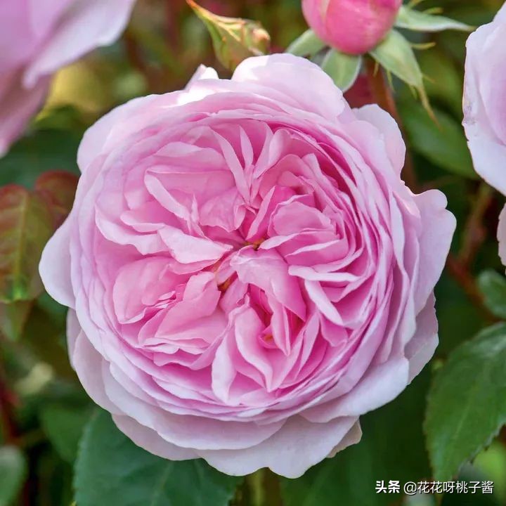 花期特别短暂开放好看的粉色月季,粉色可爱融化你的少女心月季