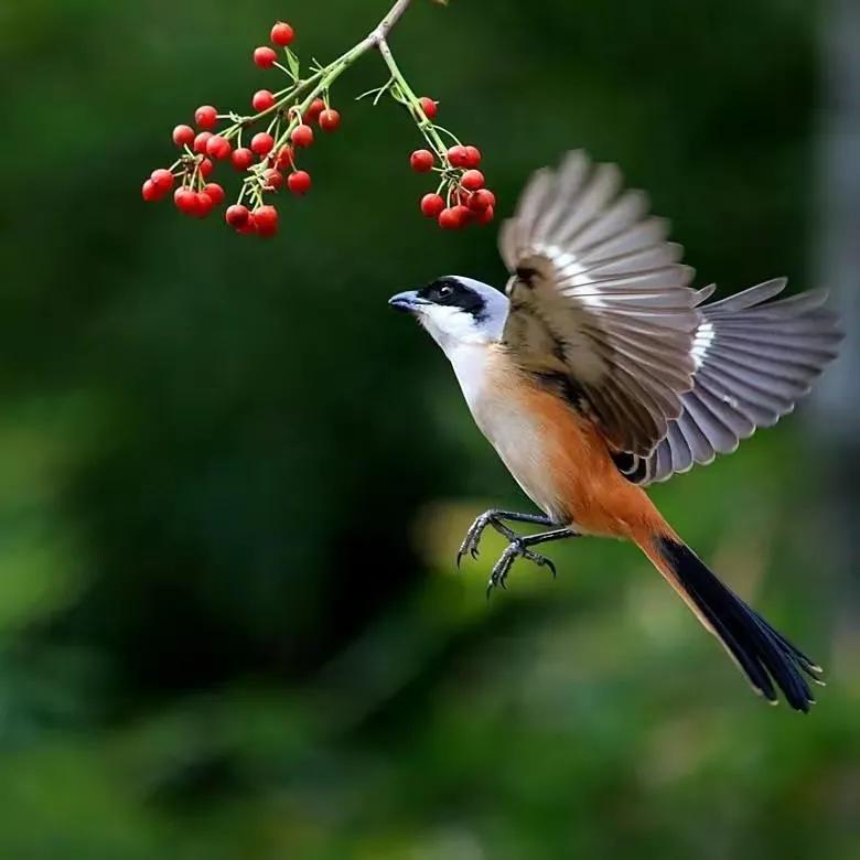 鸟在窝里为什么不会被雨淋到,下雨了鸟为什么不飞