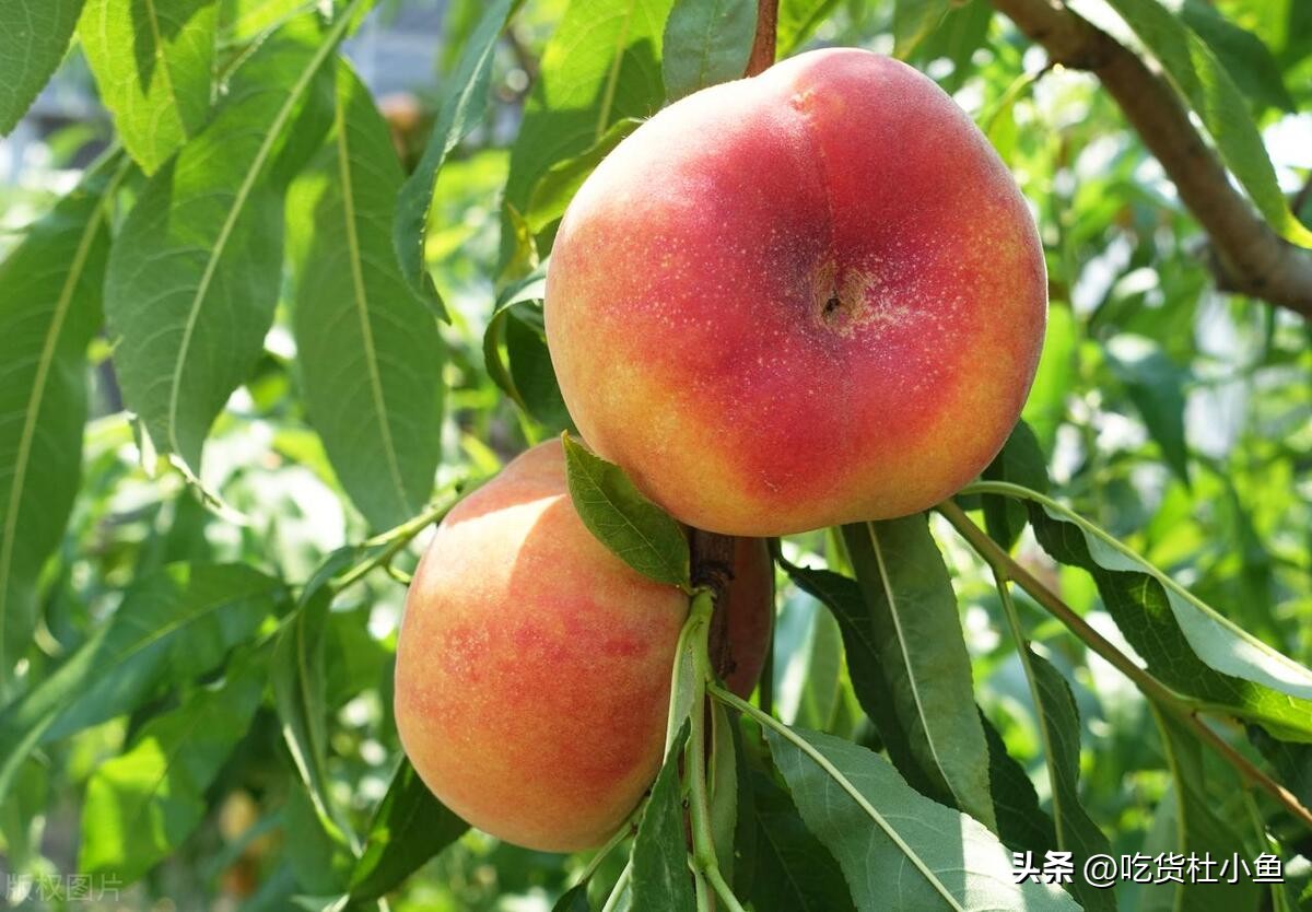 上海旅游推荐带什么特产,上海旅游必买的特产是什么