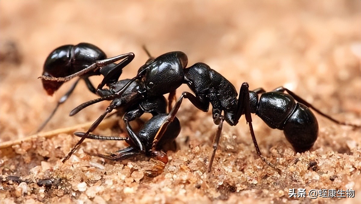 水蛭养殖技术和管理,水蛭养殖技术及管理