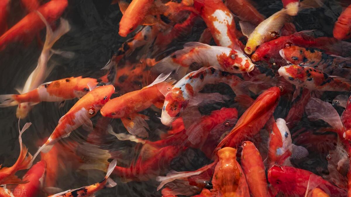 “连连有鱼”又出新模式，钓鱼也能赚钱？