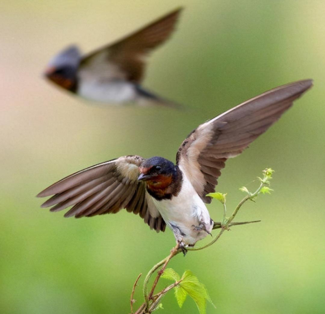 记忆里，某人写给春天最美的一首诗！