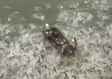 3.6亿条鲤鱼堵塞主要水道，随便一网数百条，澳洲人竟不会吃