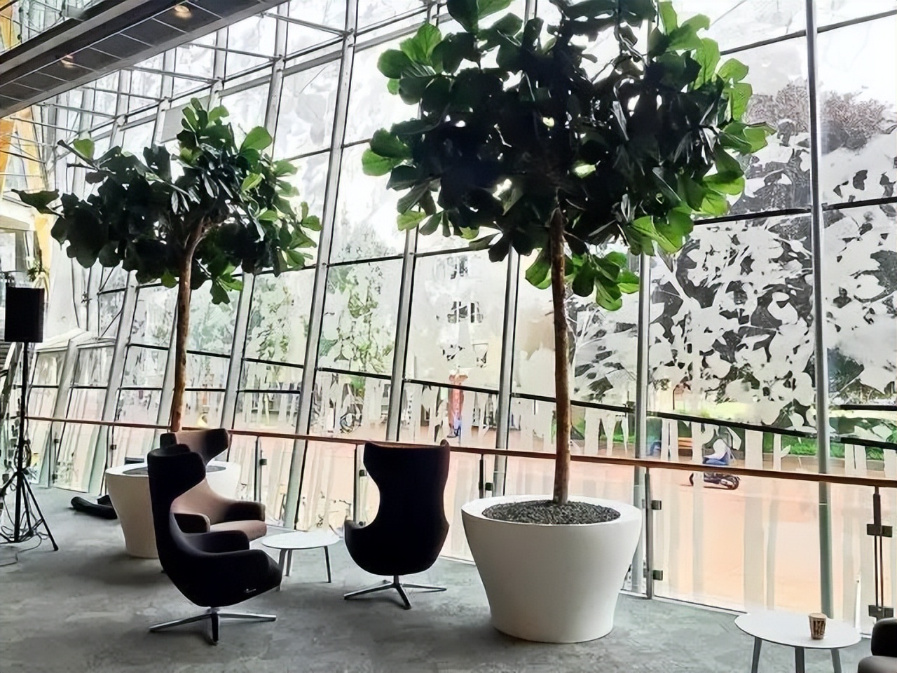 枝繁叶茂的风水树,住宅常宜栽种的有十大吉树