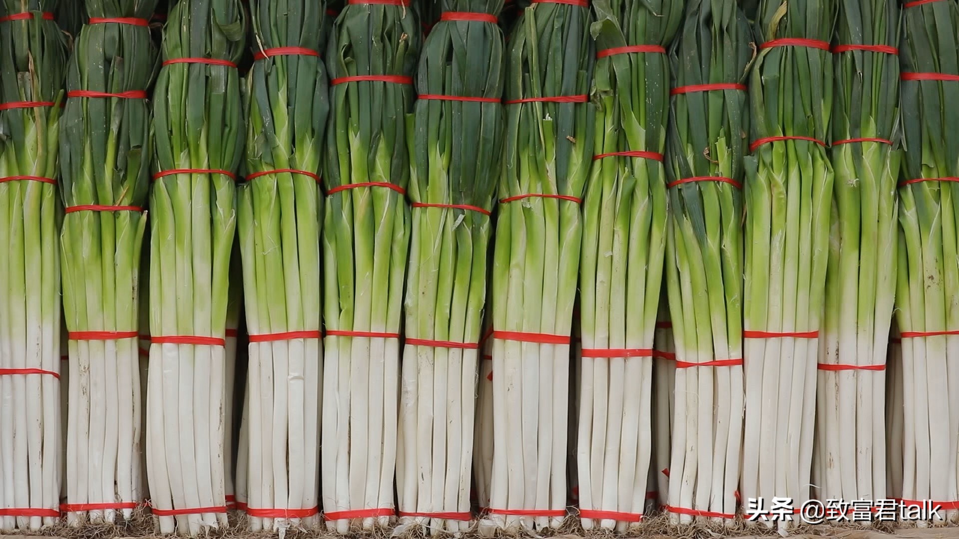 他种的大葱，比姚明高一头