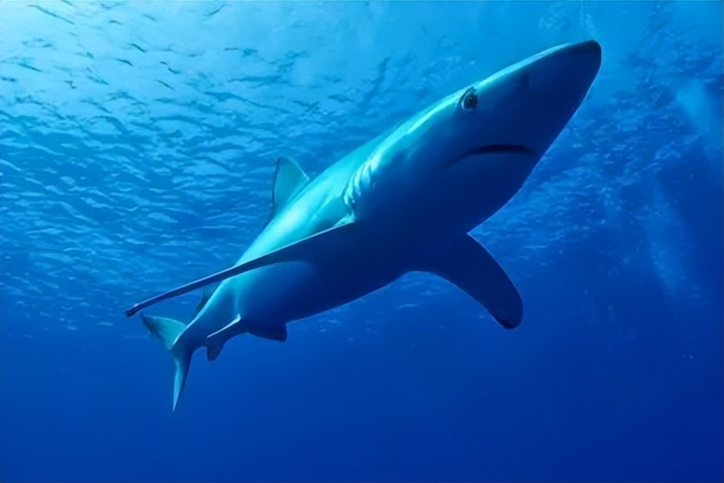 修复皮肤屏障角鲨烷推荐油皮,角鲨烷护肤界的万金油